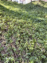 Callisia repens