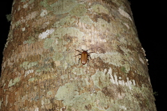 Agrianome spinicollis