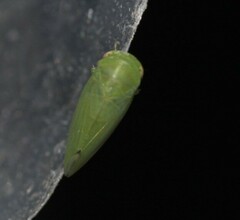 Batracomorphus
