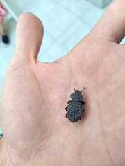 Scotobius pilularius