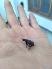 Scotobius pilularius