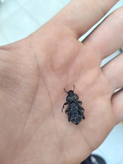 Scotobius pilularius