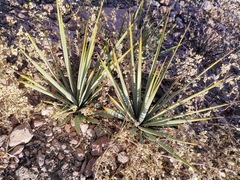 Yucca rigida