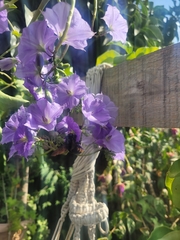 Solanum wendlandii