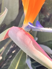 Mischocyttarus mexicanus