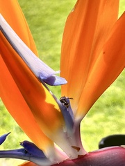 Mischocyttarus mexicanus