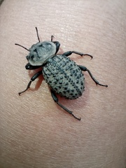 Scotobius pilularius