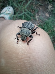 Scotobius pilularius