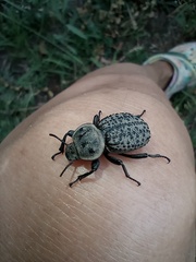 Scotobius pilularius