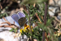 Polyommatus icarus