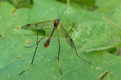 Ptychoptera albimana