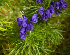 Aconitum angustifolium