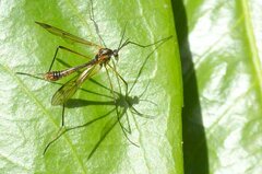 Ptychoptera albimana