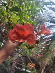 Campsis grandiflora