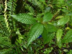 Palicourea cyanococca
