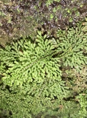 Hymenophyllum flexuosum