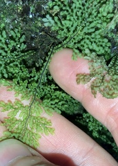 Hymenophyllum flexuosum
