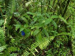 Palicourea cyanococca