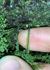 Hymenophyllum flexuosum
