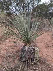 Yucca campestris