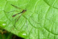 Ptychoptera albimana