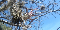 Tillandsia achyrostachys