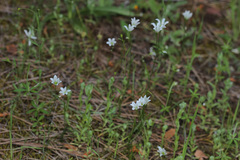 Gagea graeca
