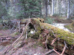 Peltigera neopolydactyla