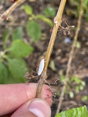 Antaeotricha albulella