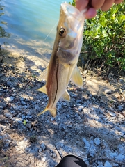 Centropomus undecimalis