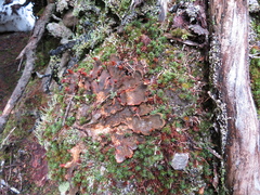 Peltigera neopolydactyla