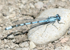 Enallagma annexum