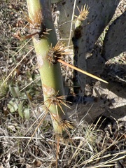 Opuntia gilvescens
