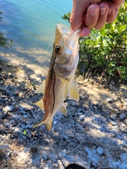 Centropomus undecimalis