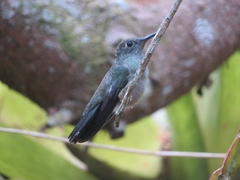 Eupetomena cirrochloris