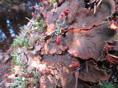 Peltigera neopolydactyla