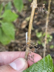 Antaeotricha albulella