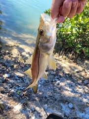 Centropomus undecimalis