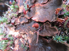 Peltigera neopolydactyla