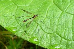 Ptychoptera albimana