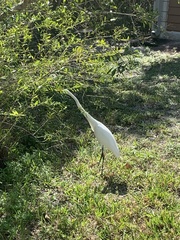 Ardea alba egretta