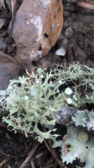 Ramalina complanata