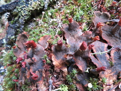 Peltigera neopolydactyla