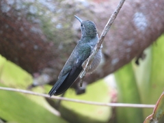 Eupetomena cirrochloris