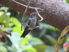 Eupetomena cirrochloris