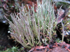 Cladonia cornuta