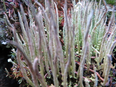 Cladonia cornuta