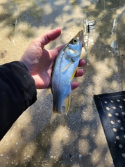 Centropomus parallelus