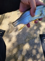 Centropomus parallelus