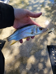 Centropomus parallelus